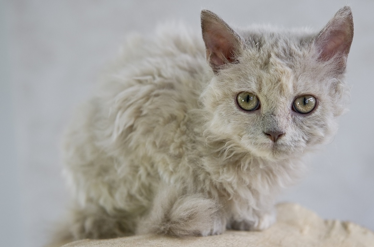 _DSC3715.SelkirkRex-Kitten1-05-14- HP